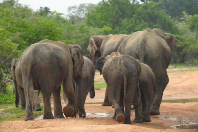 Special Leopards Safari Yala National Park - 04.30 Am to 11.30 Am - Common questions