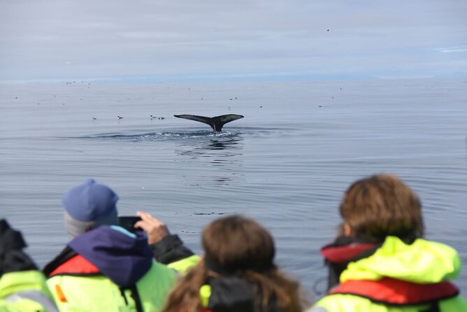 Speedboat Whale Watching Small-Group Tour in Reykjavik - Common questions