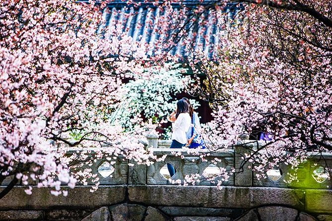 Spring 6 Days Cherry Blossom Jeju&Busan&Jinhae&Gyeongju on 31 Mar to 10 Apr - Operator Information