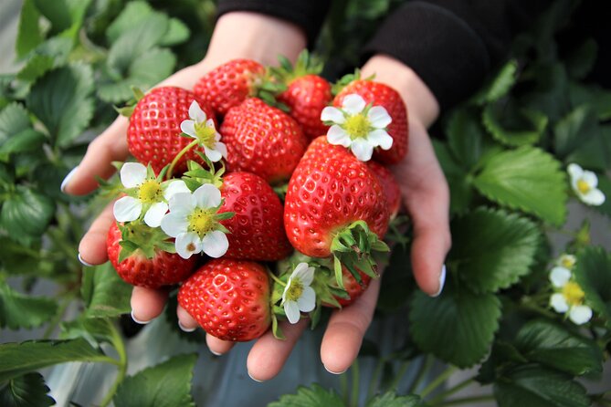 Strawberry & Eobi Valley Tour With Nami Island or Sled Option - Authenticity Check on Reviews