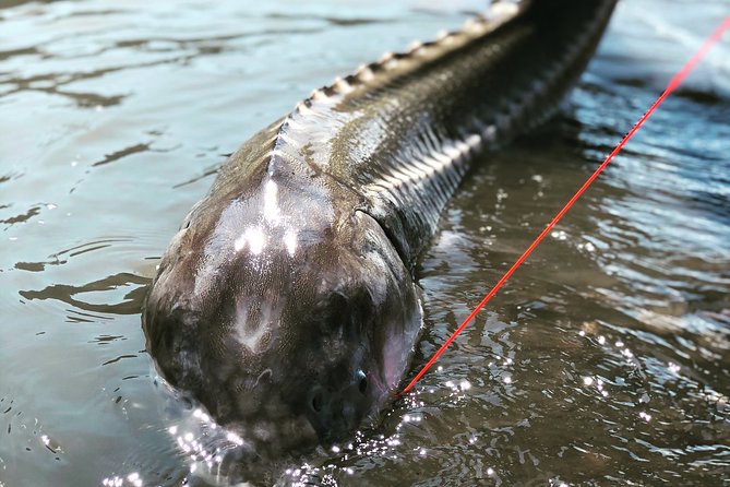 Sturgeon Fishing on the Fraser River - Catch-and-Release Practices