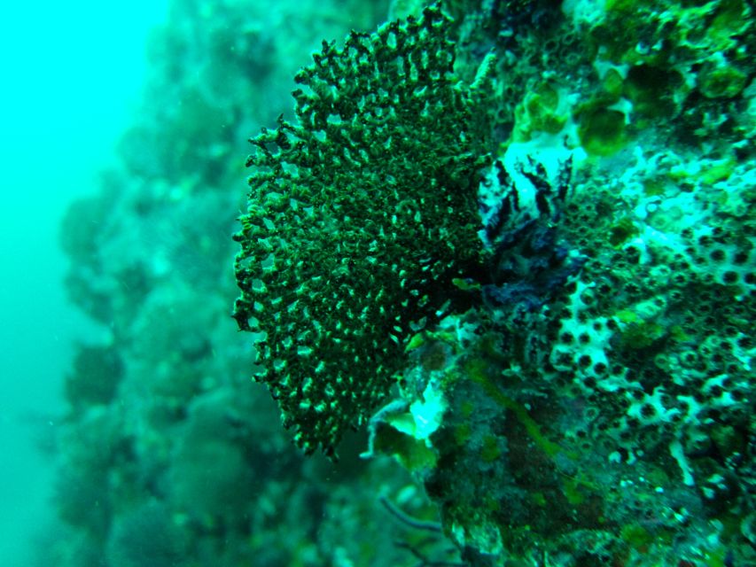 Submerge Into Adventure: Scuba Diving in Marietas Island - Common questions