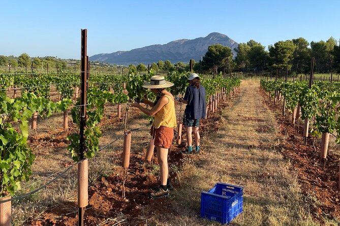 Sunset Among Vineyards With Tasting in Alicante (Min 6-12 People) - Common questions