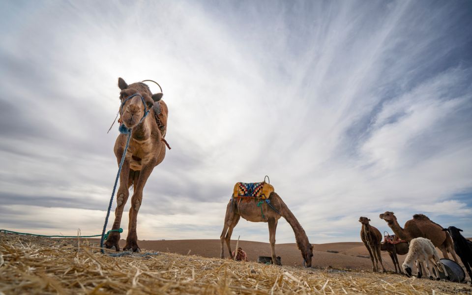 Sunset, Camel Ride, & Dinner at Agafay Desert From Marrakesh - Directions