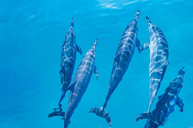 Swim With Dolphins & Turtles in West Oahu (Semi-Private Tours) - Common questions