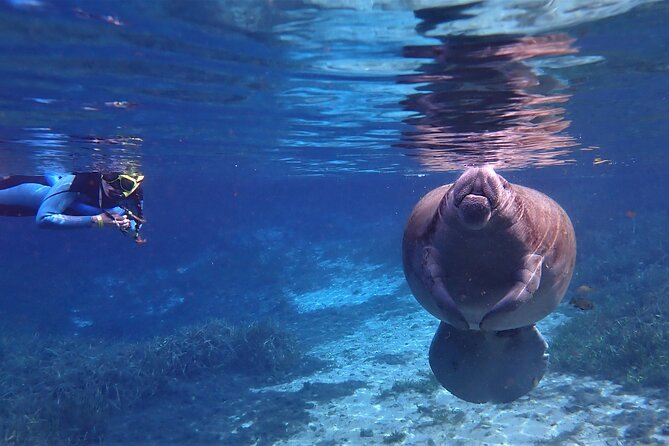 Swim With Manatees In Crystal River, Florida - Last Words