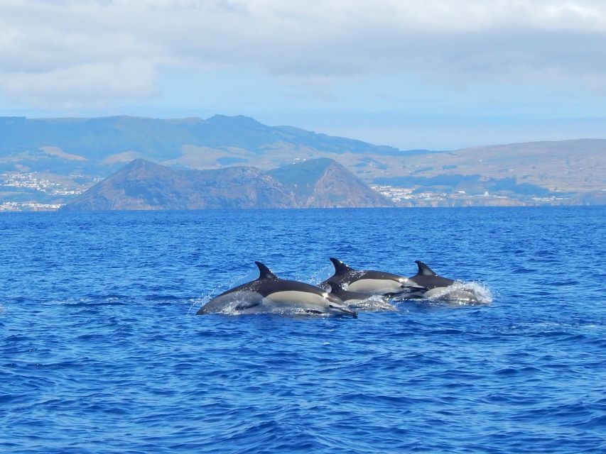 Swimming With Dolphins in Terceira Island - Customer Satisfaction