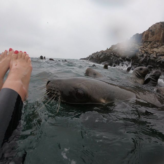 Swimming With Sea Lions in Lima - Last Words