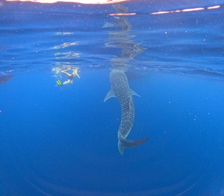 Swimming With Whale Sharks in Sumbawa - Common questions