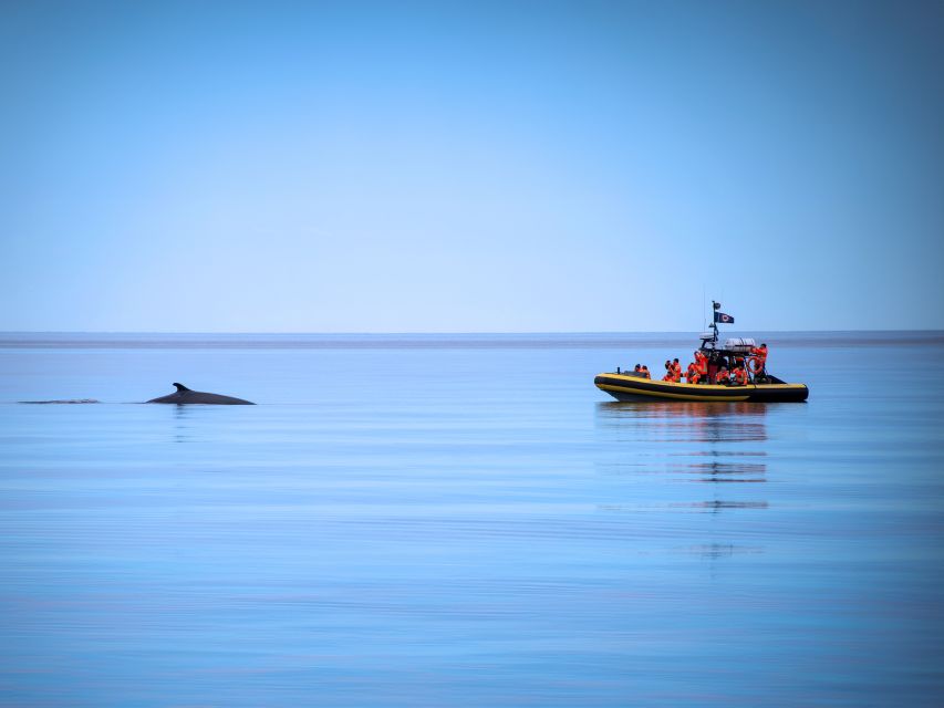 Tadoussac/Baie-Ste-Catherine: Whale Watch Zodiac Boat Tour - Fjords National Park Activities