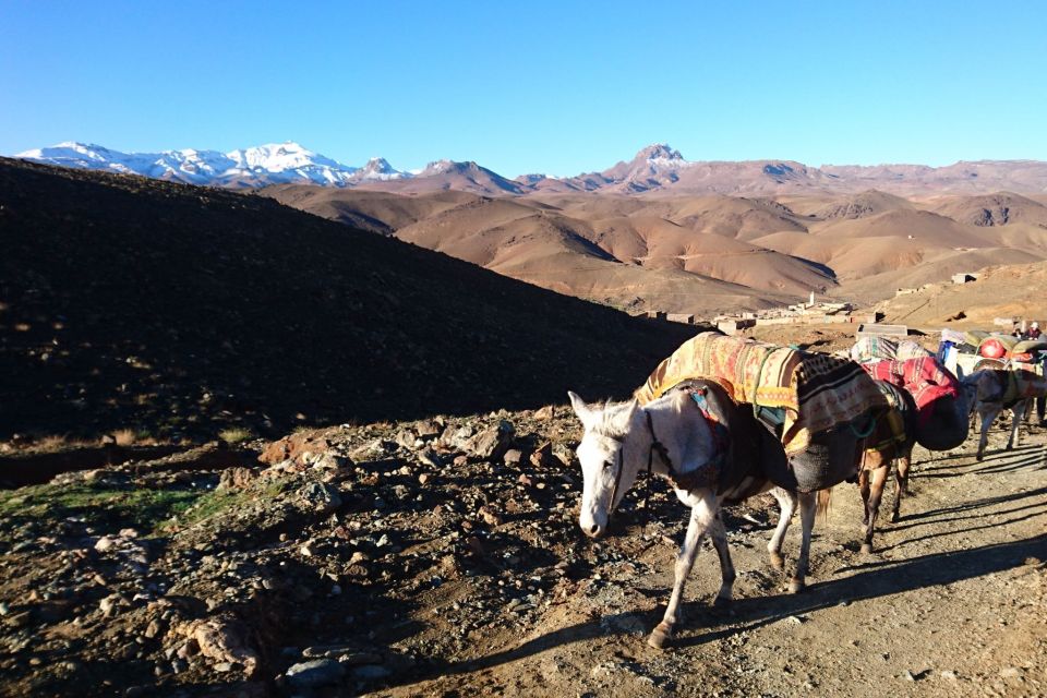 Taghazout: Paradise Valley and Sand Dunes Guided Tour - Cancellation Policy