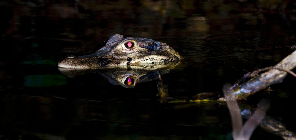 Tambopata: Search for Caimans in the Amazon Night Tour - Caiman Search Details