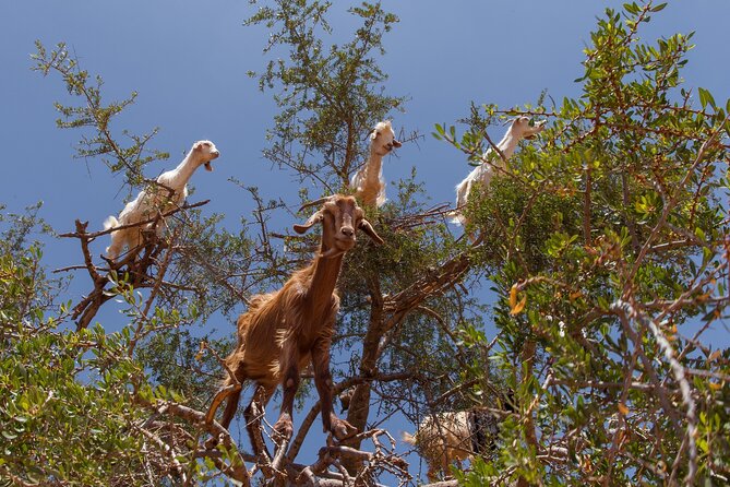 Taroudant & Tiout Guided Day Trip Including Lunch. - Legal Information