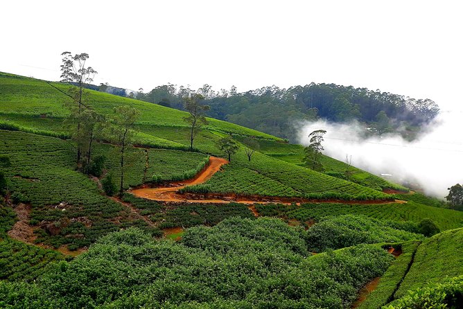 Tea Factories And Waterfalls Tour - Common questions