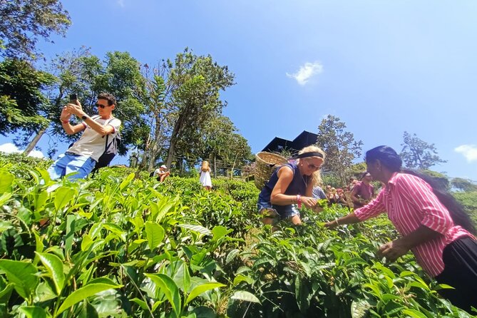 Tea Plantation Tour in Ella, Sri Lanka - Traveler Photos and Reviews