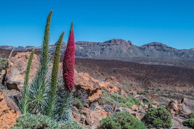 Teide National Park Full Experience With Professional Guide