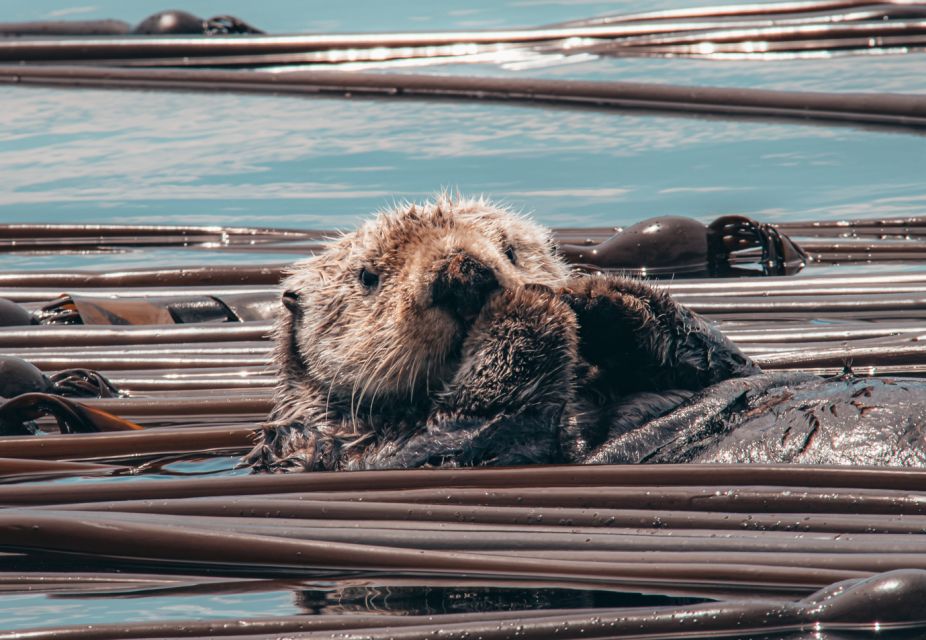 Telegraph Cove: 3-Hour Whale Watching Tour in a Zodiac Boat - Common questions