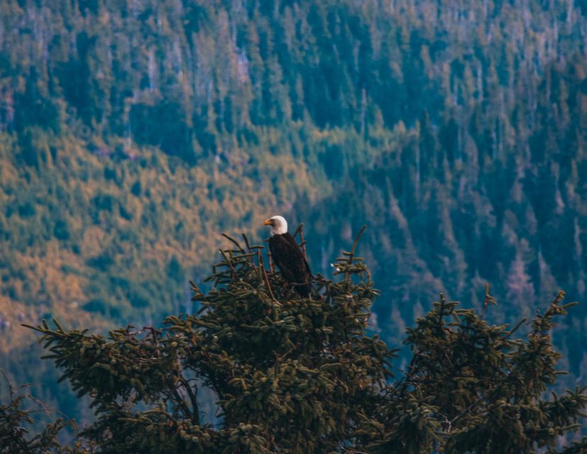 Telegraph Cove: Half-Day Kayaking Tour - Directions to Telegraph Cove