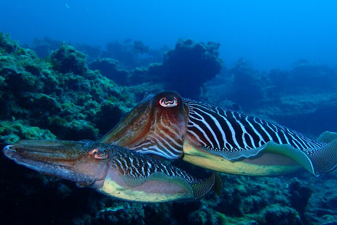 Tenerife Callao Salvaje Small-Group Snorkeling Tour - Customer Reviews