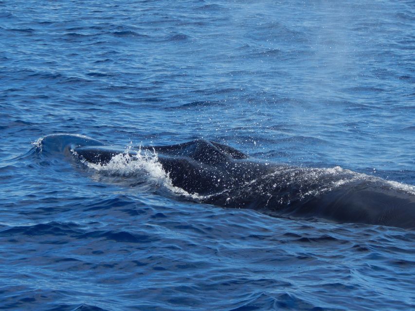 Terceira Island : Whale and Dolphin Watching Boat Excursion - Last Words