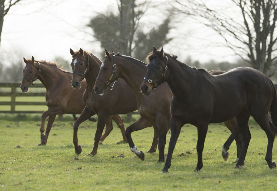 The BEST Irish National Stud & Gardens Entry Tickets - Common questions