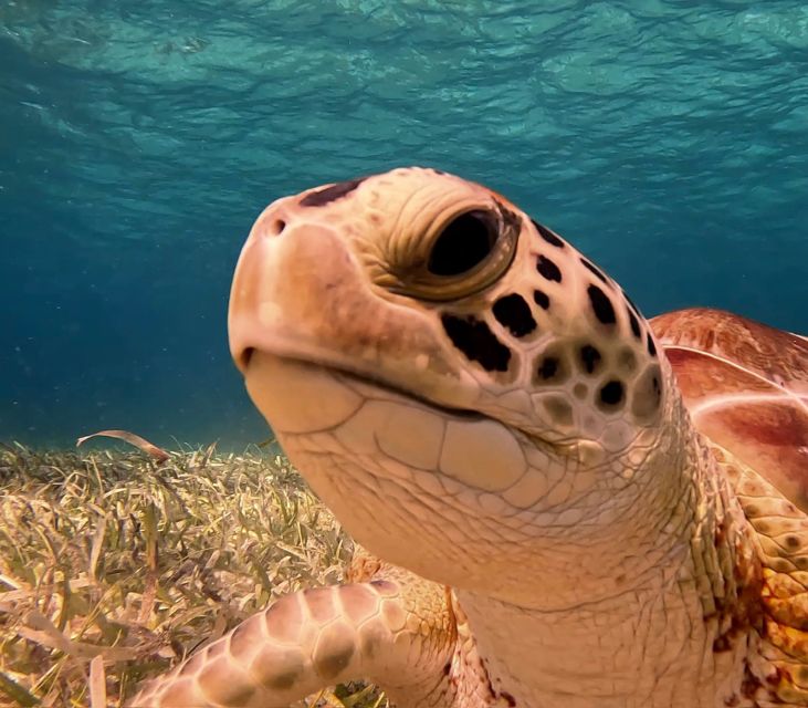 The Cozumel Turtle Sanctuary Snorkel Tour - Common questions