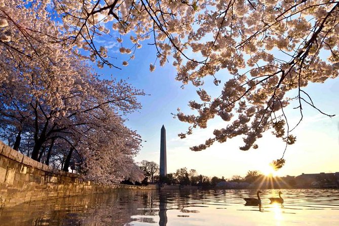 The DC Cherry Blossom Tour - Overall Experience