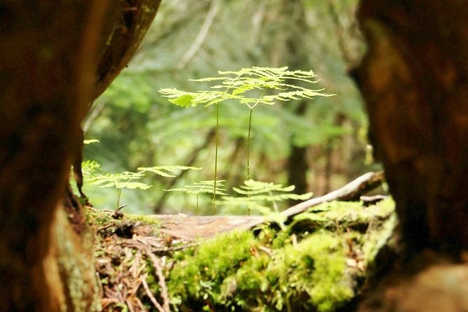 The Great Whistler Walking Tour: Discover Whistlers Sights, History & Culture! - Last Words