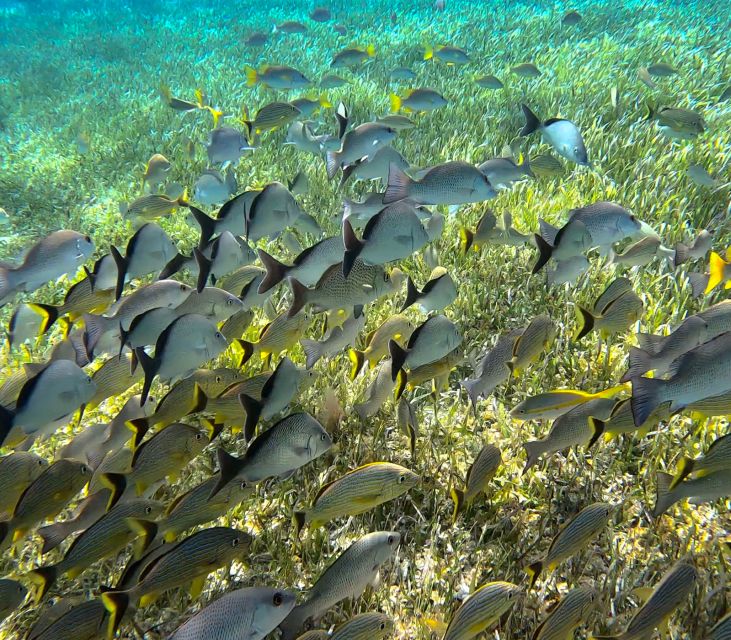 The Signature Cozumel Snorkel Tour - Common questions