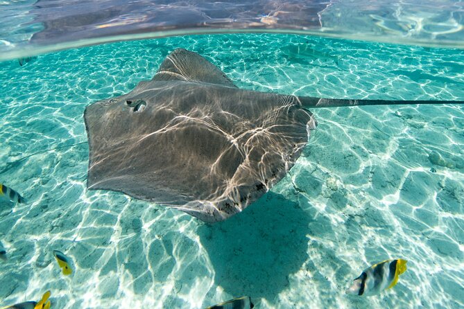 Toa Boat Bora Bora Private Lagoon Tour With Lunch on Majestic Pontoon Boat - Viator Tour Terms & Conditions