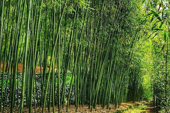 Tour by Car With a Kyoto Native Away off Touristya Local Show You Secret Places - Insiders Perspective on Kyoto