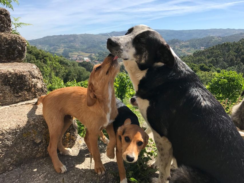 Traditional Cooking Class and Farm Tour in the Douro Valley - Testimonials and Reviews