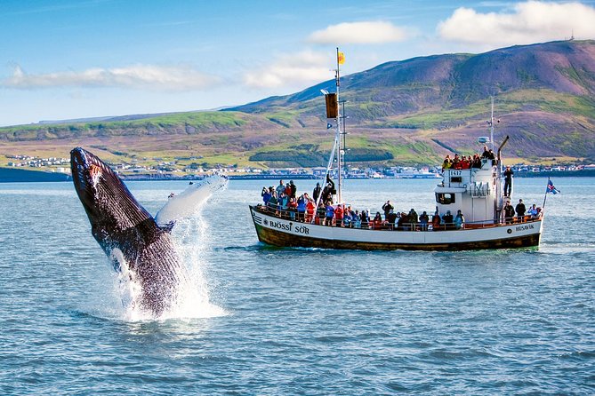 Traditional Oak Ship Whale Watching Tour From Husavik - Last Words