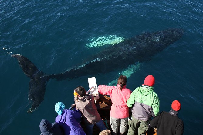 Traditional Whale Watching Tour From Húsavík - Booking Information