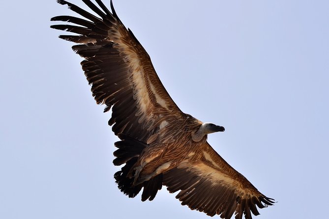 Trekking and Observation of Vultures at Psiloritis Geopark - Additional Tips