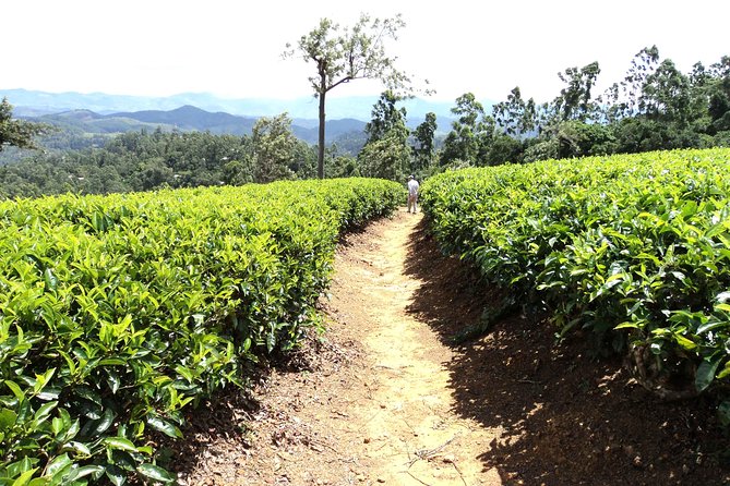Trekking & Picnic in The Tea Plantation From Ella, Haputale & Bandarawela - Taking in High Tea Countrys Beauty