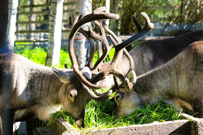 Trip to Ranua Wildlife Park - Last Words