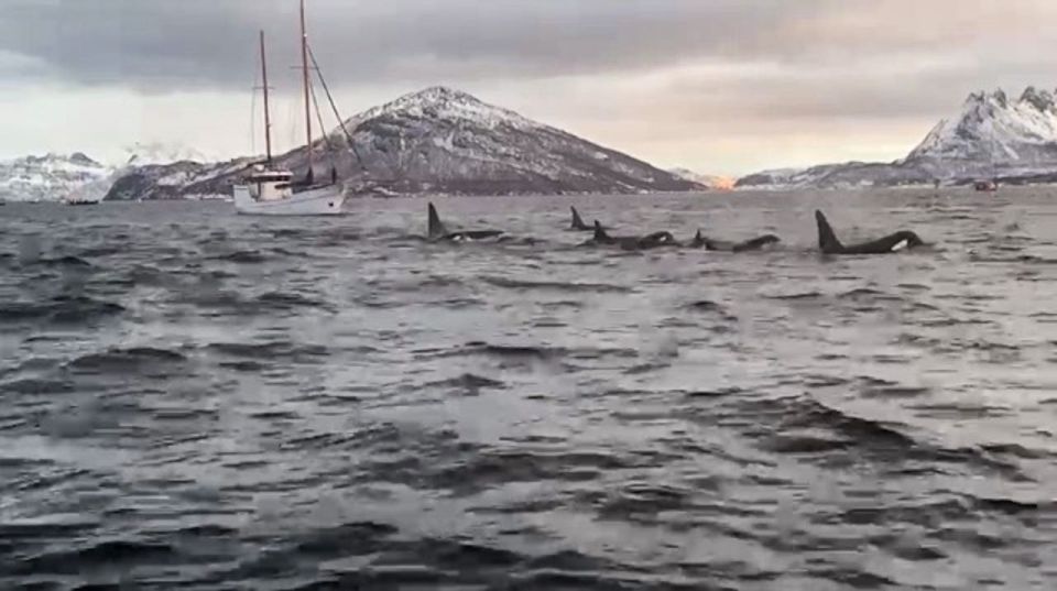 Tromsø 3-Days Whale Watching, Northern Lights & Dog Sledding - Directions