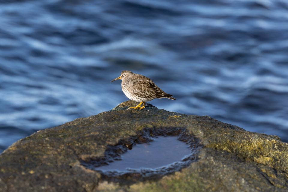 Tromsø: Fjord & History Cruise - Common questions