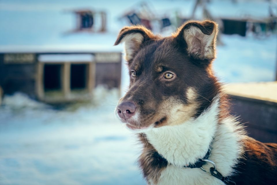 Tromsø: Husky Sled Self-Drive With Traditional Lunch - Last Words