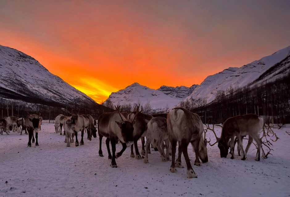 Tromsø: Reindeer Experience in Sami-Camp - Common questions
