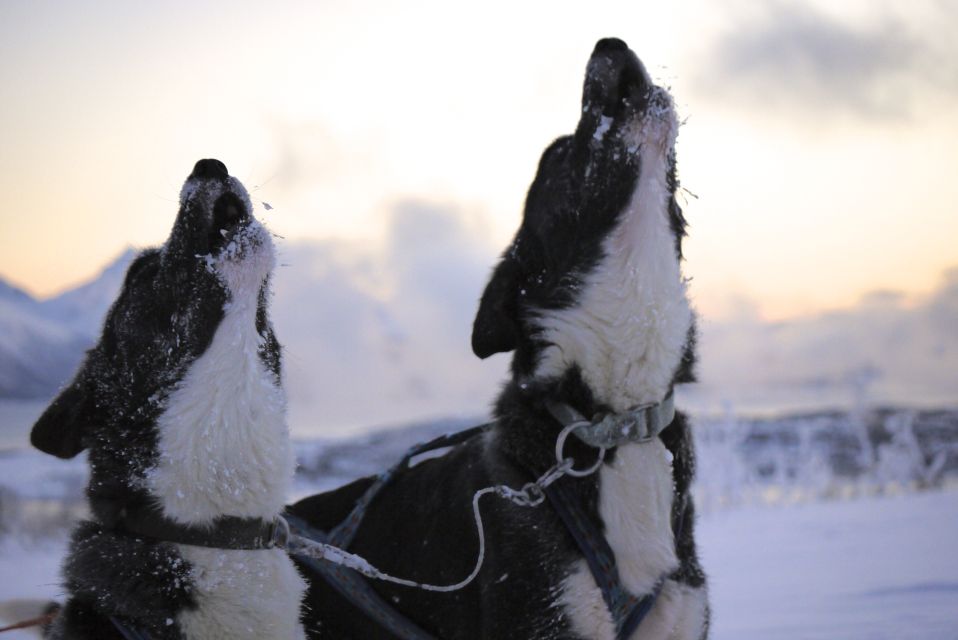 Tromsø: Self-Drive Husky Dog Sledding Adventure - Duration and Experience