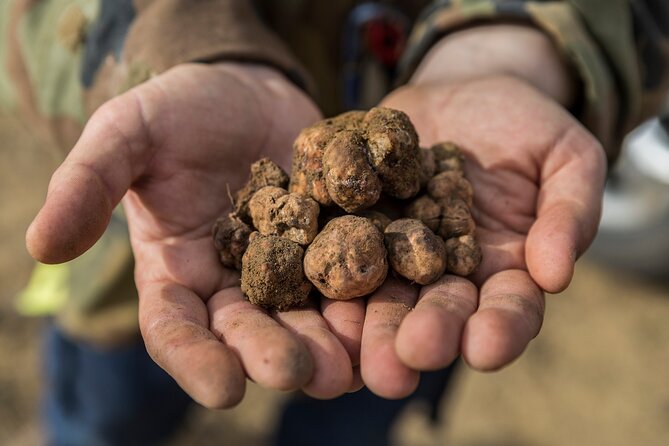 Truffle Lunch & Hunting Experience in San Gimignano - Practical Information for Truffle Experience
