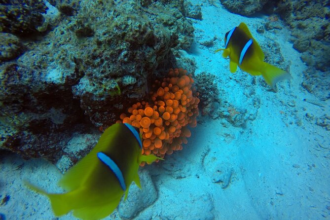 Try Scuba Diving Experience for Beginners in Hurghada - Summary