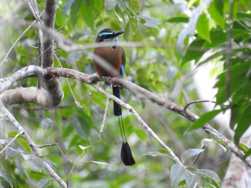 Tulum: Sian Ka'an Biosphere Reserve Guided Birdwatching Hike - Additional Recommendations