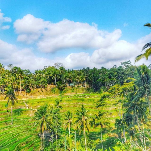 Ubud Private Tour: Monkey Forest, Rice Terraces & Waterfall - Expert Guides & Local Insights