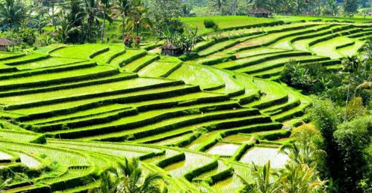 Ubud: Waterfalls,Rice Terrace & Monkey Forest Private Tours - Rice Terrace Exploration