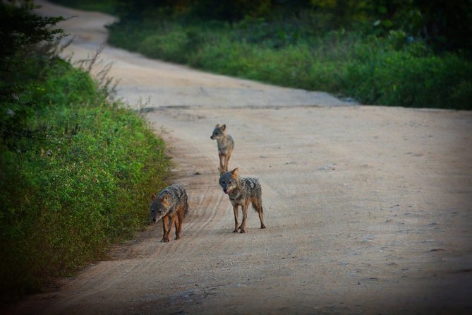 Udawalawe National Park Full Day Safari Tour - Additional Information