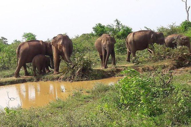 Udawalawe National Park Private 4-Hour Safari - Weather-Dependent Considerations