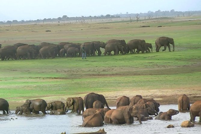 Udawalawe National Park Private Safari All-Inclusive  - Bentota - Viator Copyright Information